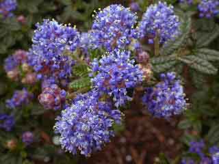 Ceanothus Blue Mound